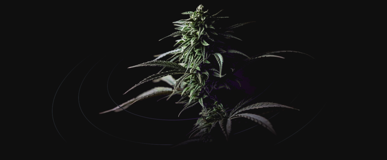 Bud hero image
