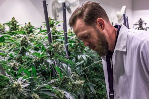 If You’re Buying Your Weed Based on the THC Level, You’re Doing it Wrong.