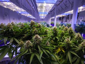 A Tale of Two Seeds